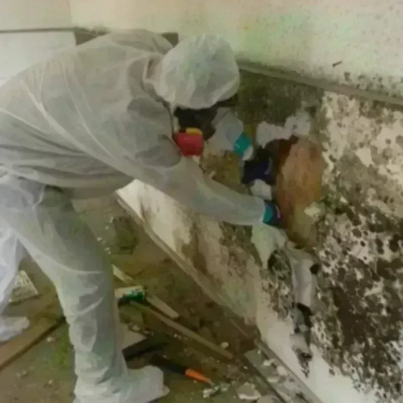 Mold Remediation and Removal in Brush Fork, WV